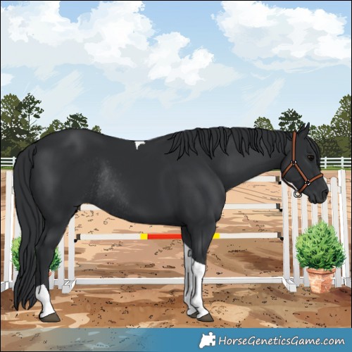 Horse Color:Black Tobiano Rabicano 