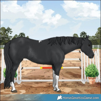 Horse Color:Black Tobiano Rabicano 