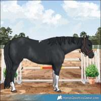 Horse Color:Black Tobiano Rabicano 