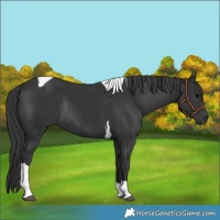 Horse Color:Black Tobiano Rabicano 