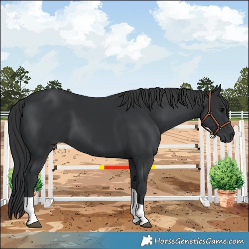 Horse Color:Black Tobiano Rabicano 