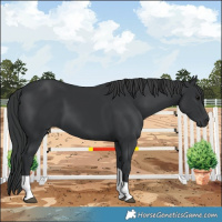 Horse Color:Black Tobiano Rabicano 