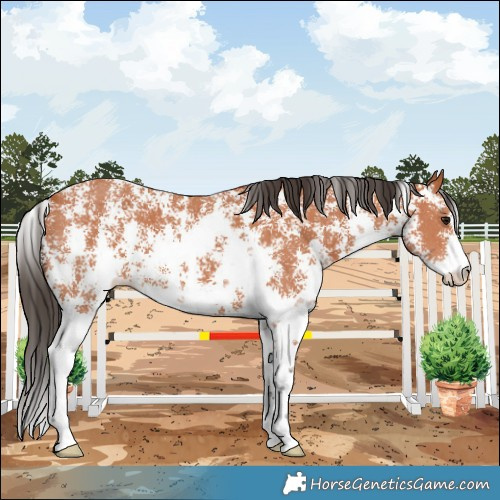 Horse Color:Bay Sabino 