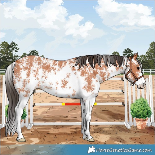Horse Color:Bay Sabino 