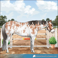 Horse Color:Bay Sabino 