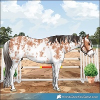 Horse Color:Bay Sabino 