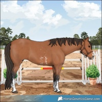 Horse Color:Bay Sabino 