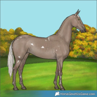 Horse Color:White Spotted Silver Grullo Rabicano
