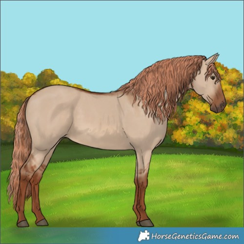 Horse Color:Red Dun 