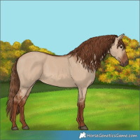 Horse Color:Red Dun 