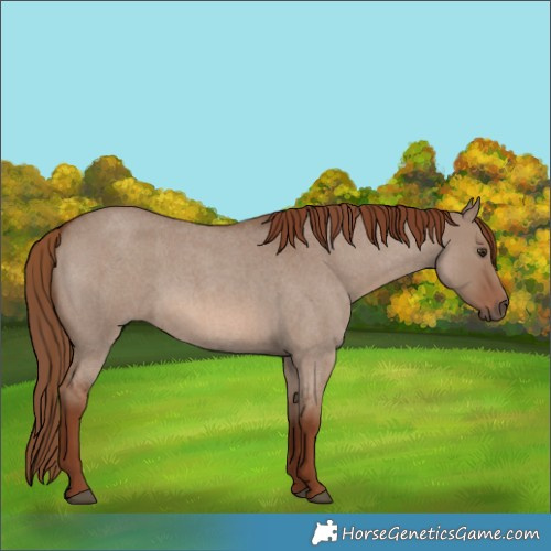 Horse Color:Red Dun Roan 