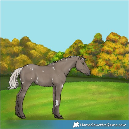 Horse Color:White Spotted Silver Grullo Rabicano 