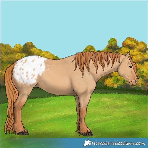 Horse Color:Red Dun Appaloosa 