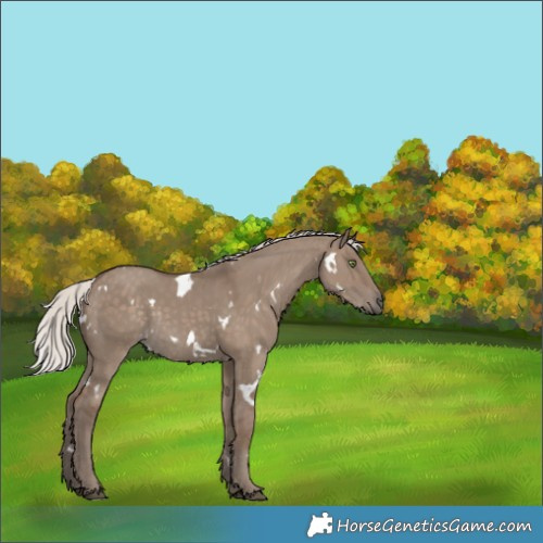 Horse Color:White Spotted Silver Grullo Rabicano 