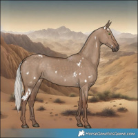 Horse Color:White Spotted Silver Grullo Rabicano