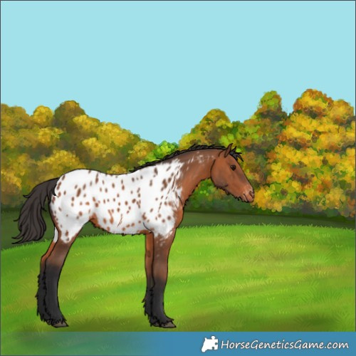 Horse Color:Bay Appaloosa Rabicano 