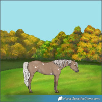 Horse Color:White Spotted Silver Grullo Rabicano