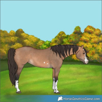 Horse Color:Bay Dun