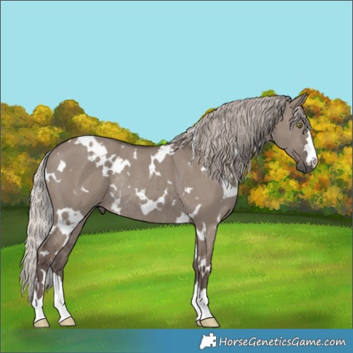 Horse Color:White Spotted Silver Grullo Rabicano