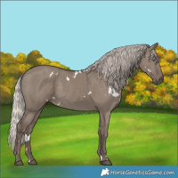 Horse Color:White Spotted Silver Grullo Rabicano 