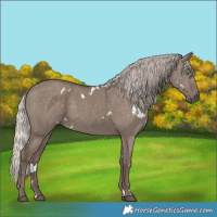 Horse Color:White Spotted Silver Grullo Rabicano 