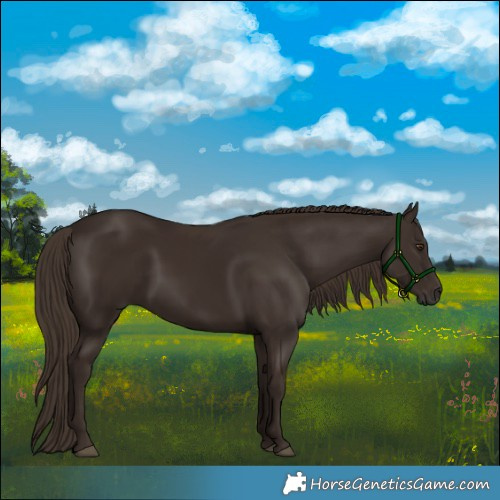 Horse Color:Liver Chestnut 