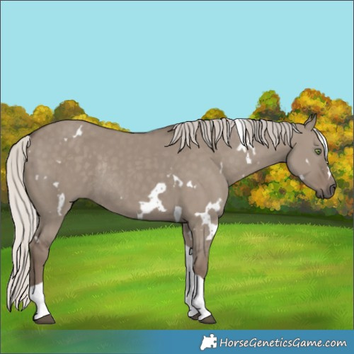 Horse Color:White Spotted Silver Grullo Tobiano Rabicano 