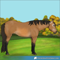 Horse Color:Gray Buckskin 
