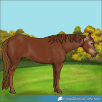 Horse Color:Gray Chestnut 