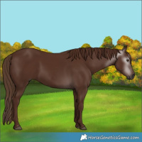 Horse Color:Gray Chestnut 