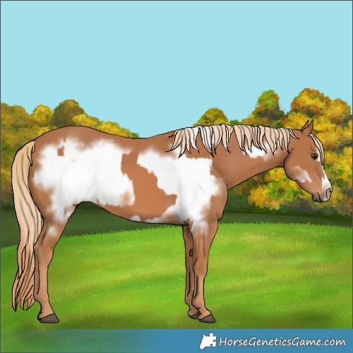 Horse Color:Chestnut  and Chestnut Frame 