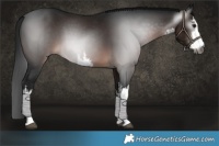 Horse Color:Gray White Spotted Brown 