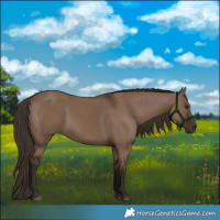 Horse Color:Liver Red Dun 