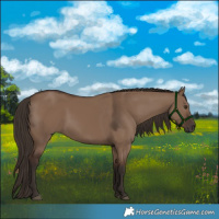 Horse Color:Liver Red Dun