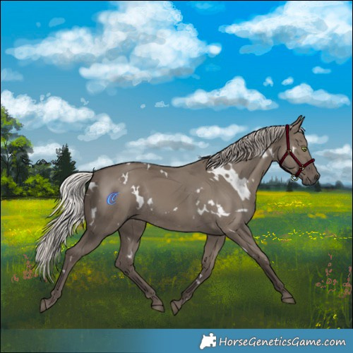 Horse Color:White Spotted Silver Grullo Rabicano 