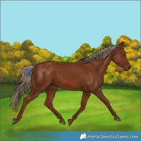 Horse Color:Chestnut 