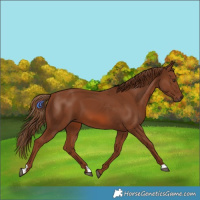 Horse Color:Chestnut 