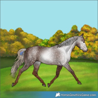 Horse Color:Gray Chestnut 