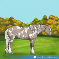 Horse Color:White Spotted Silver Grullo Rabicano