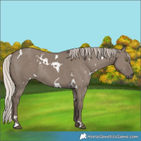 Horse Color:White Spotted Silver Grullo Rabicano 