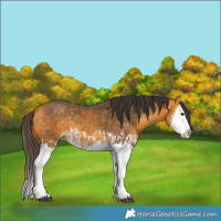 Horse Color:Buckskin Splash and Buckskin Splash