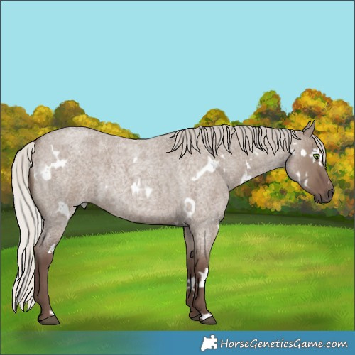 Horse Color:White Spotted Silver Grullo Roan Rabicano 