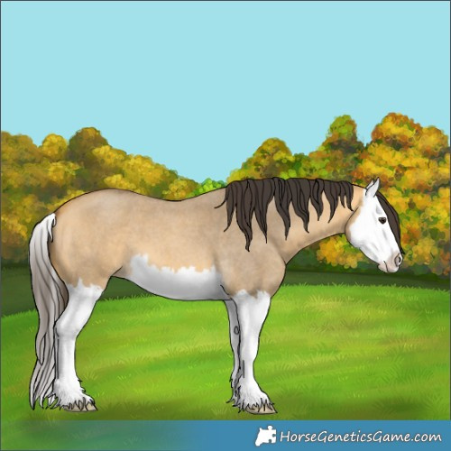 Horse Color:Buckskin Roan Dun Splash