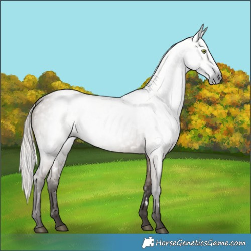 Horse Color:Gray White Spotted Silver Grullo Rabicano 