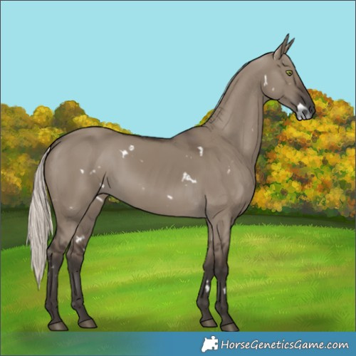 Horse Color:Gray White Spotted Silver Grullo Rabicano 