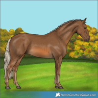 Horse Color:Chocolate Palomino 