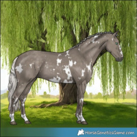 Horse Color:White Spotted Silver Smoky Grullo Rabicano 