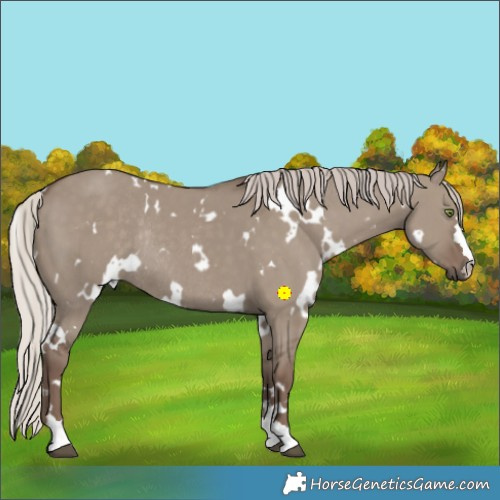 Horse Color:White Spotted Silver Grullo Rabicano 
