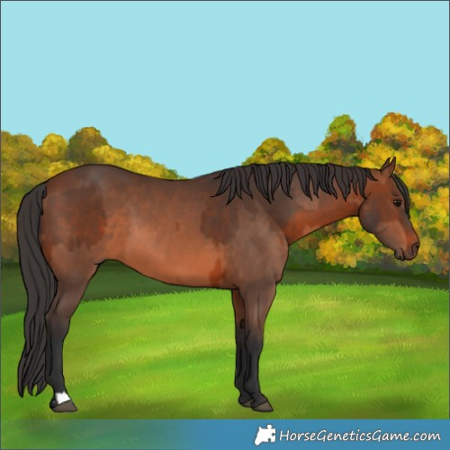 Horse Color:Brown Rabicano  and Brown Rabicano 