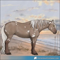 Horse Color:White Spotted Silver Grullo Rabicano